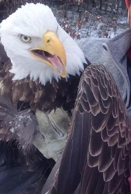 bald eagle rescue selfie
