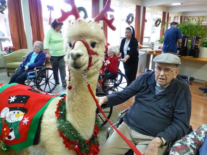alpaca visits nursing home