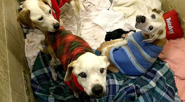 donate ugly sweaters to animal shelters