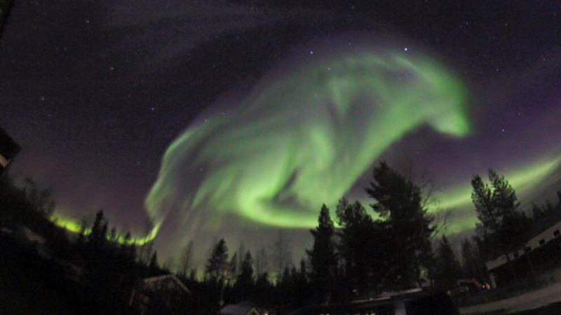 northern lights wolf in sky
