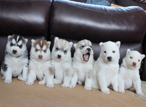 nn4uv-husky-puppies.jpg