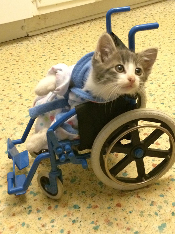 rrow8-kitten-leaving-the-vet.jpg