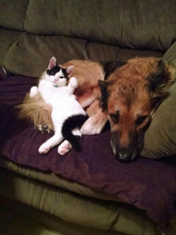 vqe5w-german-and-kitty.jpg