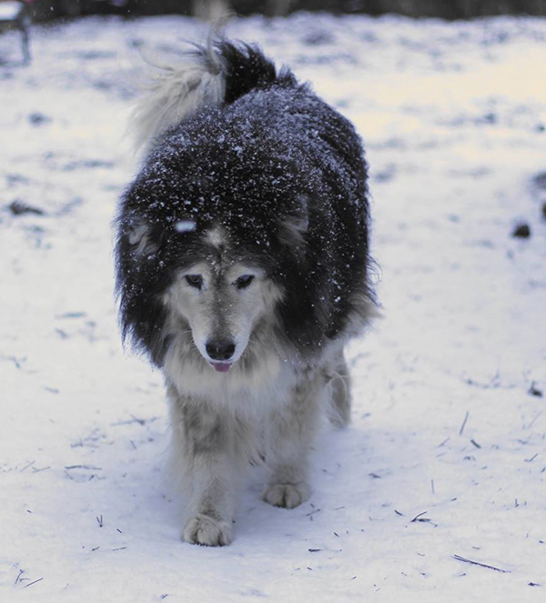 senior dog rescue