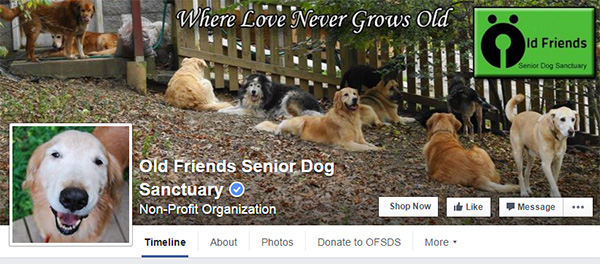 senior dog rescue