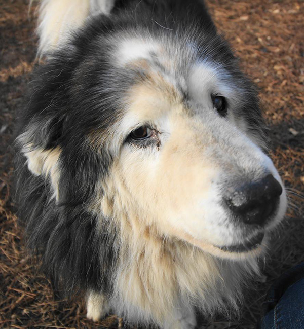 senior dog rescue