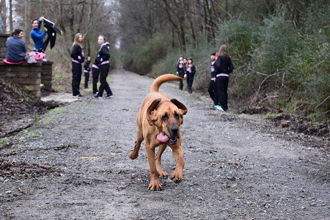 dog runs marathon