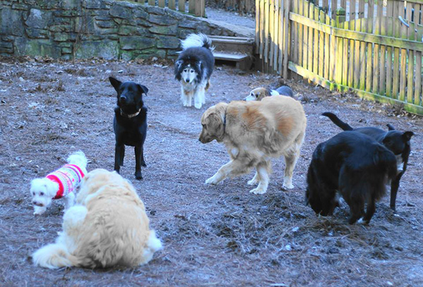senior dog rescue