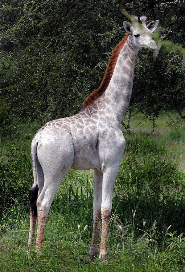 giraffe all white