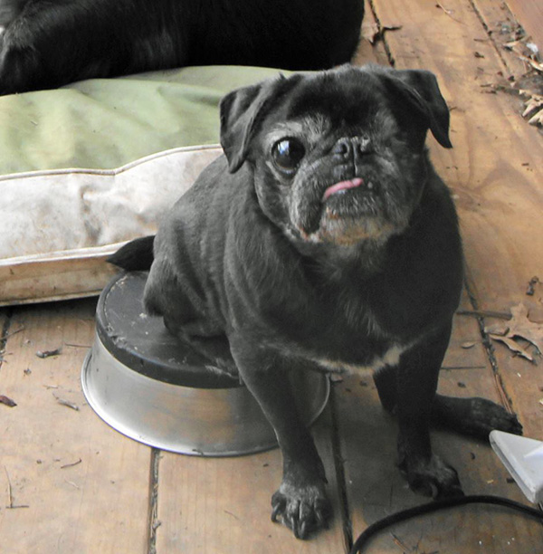 senior dog rescue