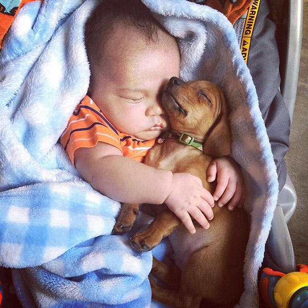 k4fhr-baby-dog-snuggles.jpg