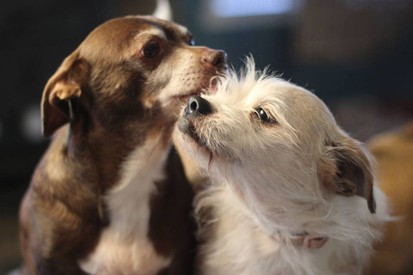 senior dog rescue