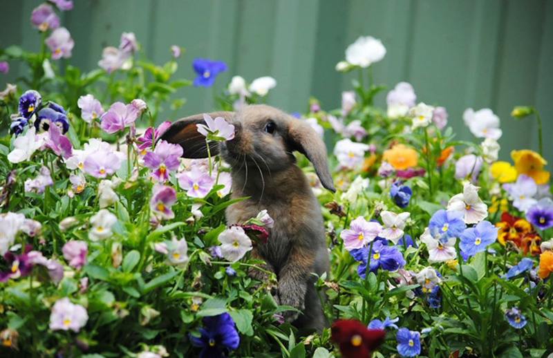 17 Wonderful Photos Of Animals That Stopped To Smell The Roses