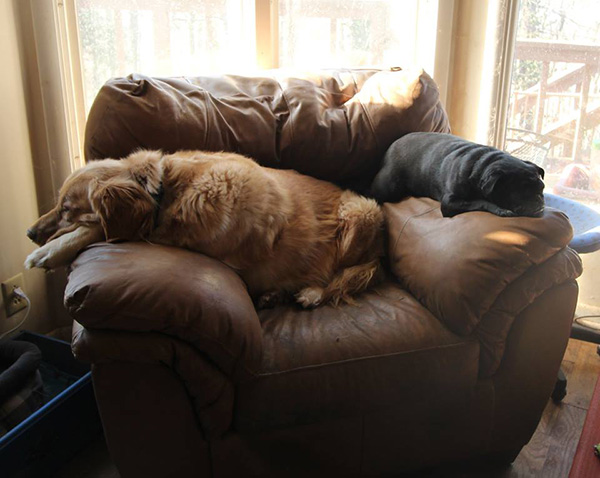 senior dog rescue