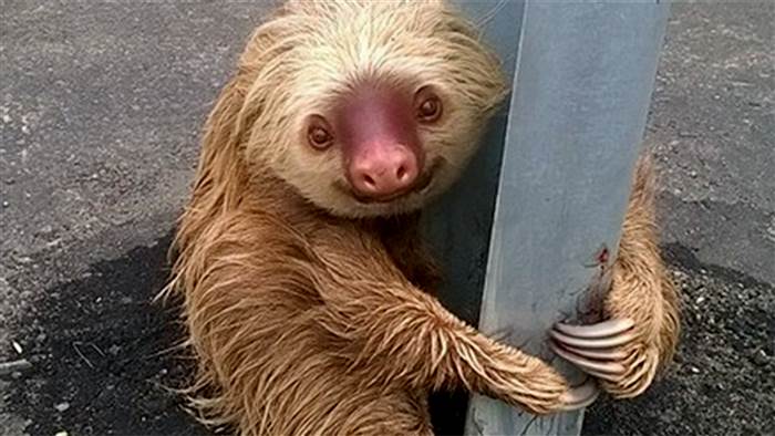 police save sloth highway