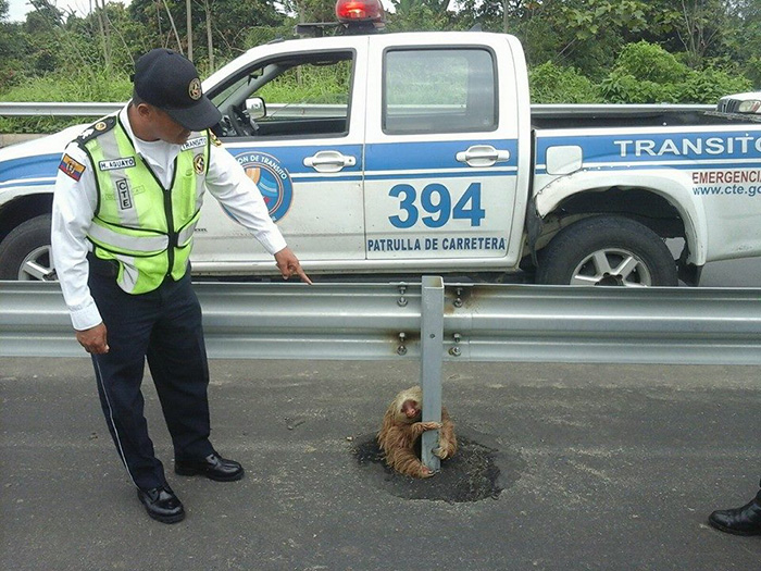 police save sloth highway