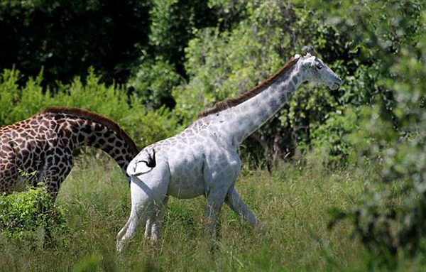 white giraffe africa