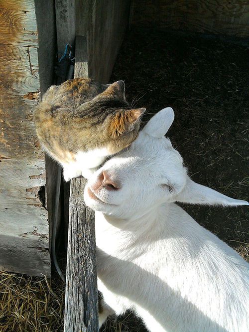 wzz4y-cat-smiley-goat.jpg