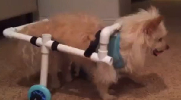 custom dog wheelchair pvc pipes