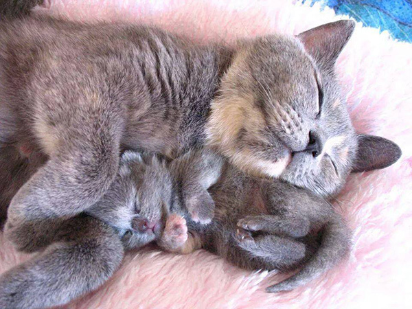 73ptr-kitten-sleeping-with-mom.jpg
