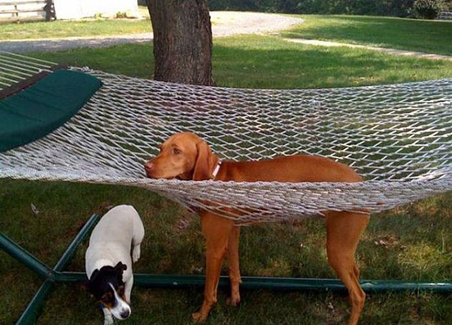 funny pictures of animals stuck