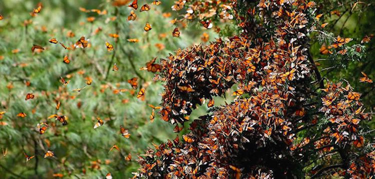 monarch butterfly population triples