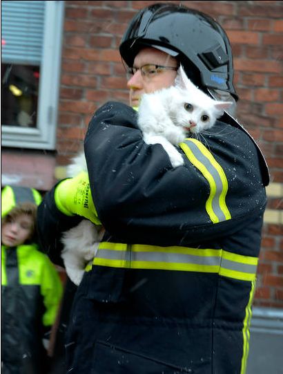 6rj6c-eyes-say-it-all-cat-rescue.jpg