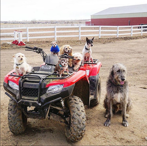 guy adopts old dogs