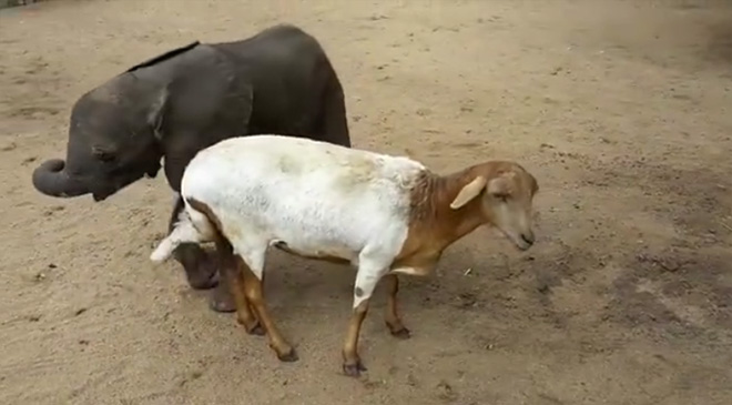 sheep looking after baby elephant