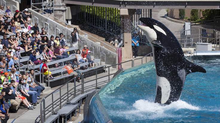 Sea World ends orca breeding