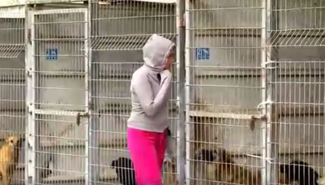 woman buys entire shelter