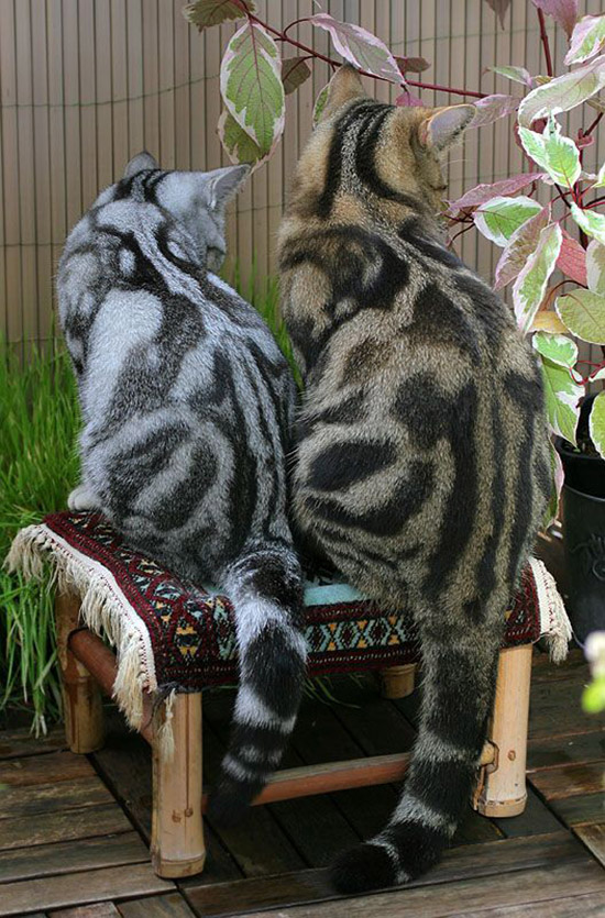 mcg8l-gorgeous-coloring-cats.jpg