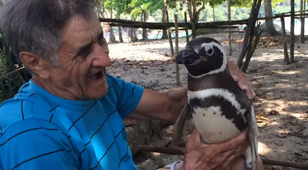 penguin returns every year to see man who saved him