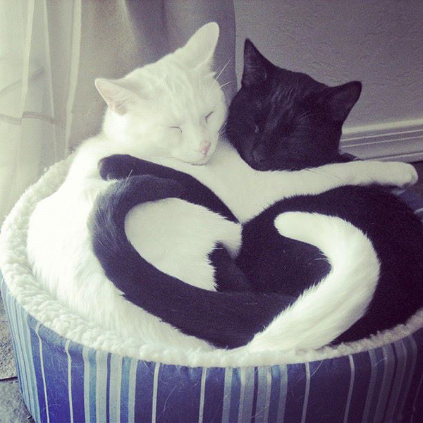 jbk9y-ying-yang-love.jpg