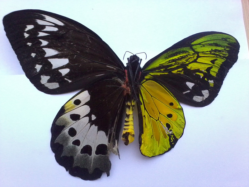 butterfly half male half female