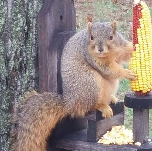 squirrel feeder that is a chair and corn holder