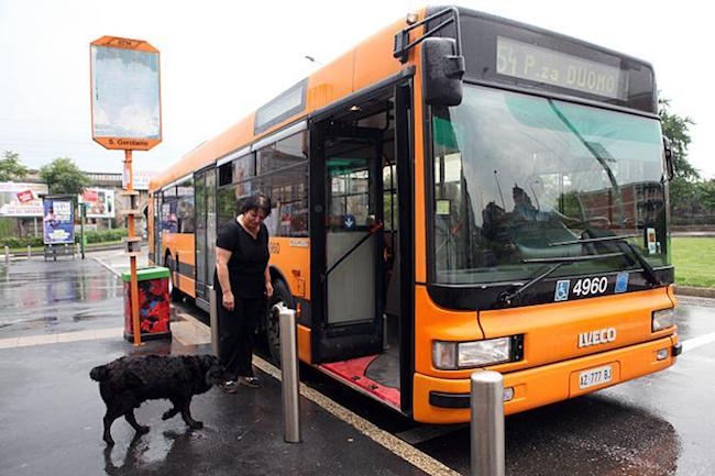 dog in Milan takes bus alone to park