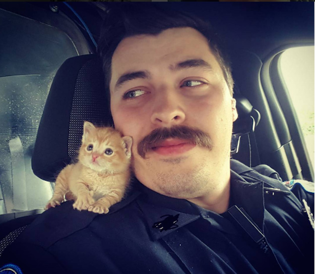 good news 2016 cop kitten