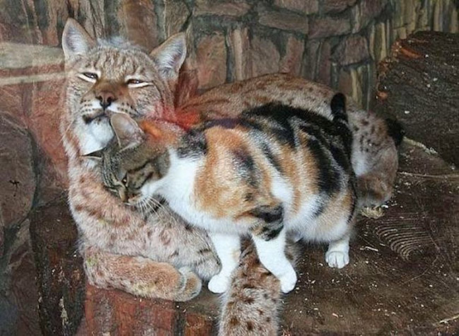 cat sneaks into zoo cuddles with lynx