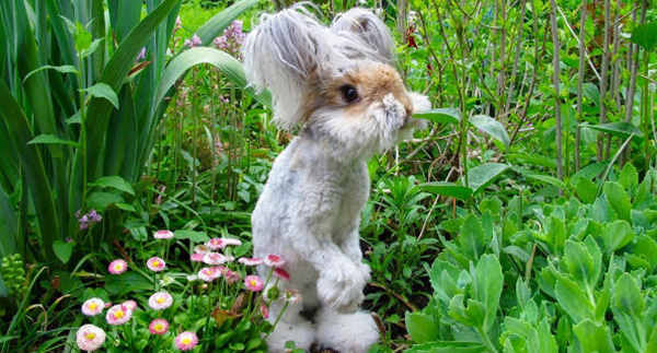 wally bunny