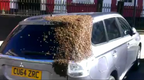 bees swarm and refuse to leave car
