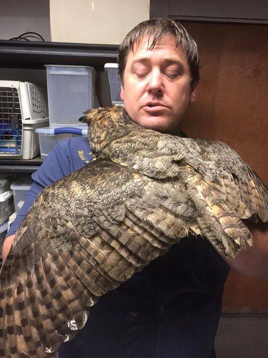 owl hugs man who saved it