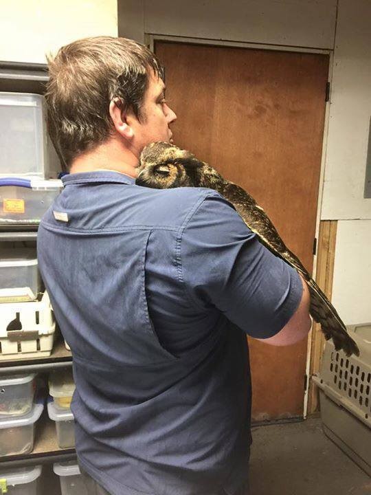 owl hugs man who saved it