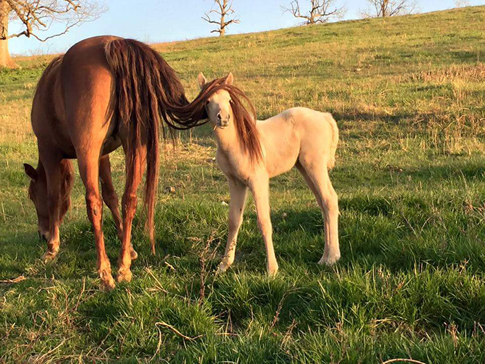 3g79j-horse-hair-funny.jpg