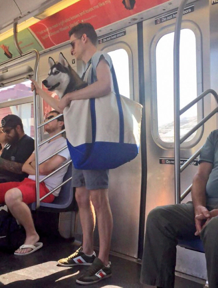 8y9eb-dog-carrier-sbway-train.jpg