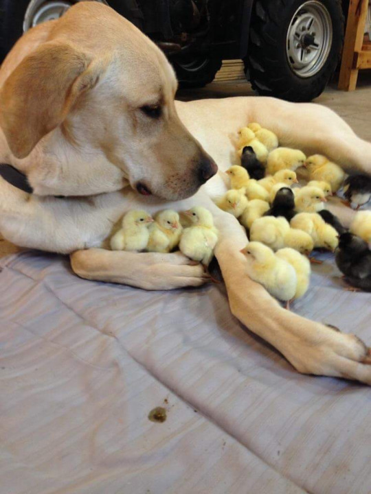 a81q6-dog-chicks-1.jpg