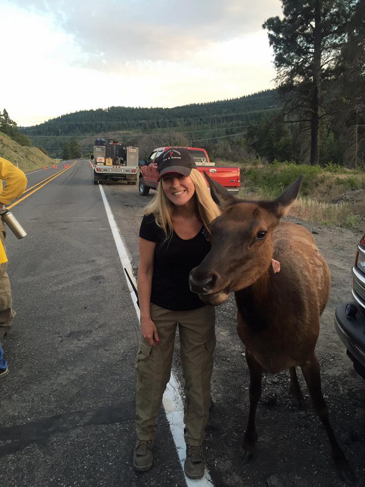 orphaned elk visits firefighters