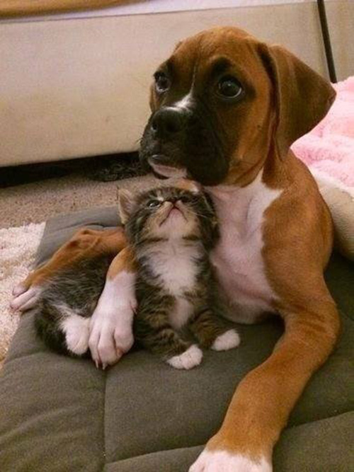 k5poj-dog-and-kitten-friends.jpg
