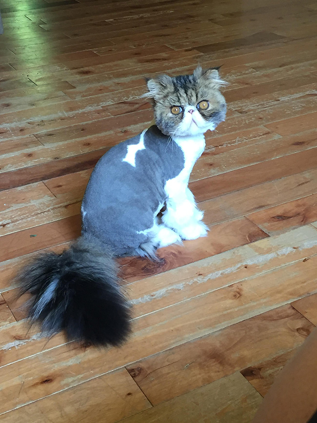 utz69-groomer-laugh-cat.jpg