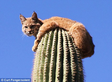 bobcat on top of tall cactus